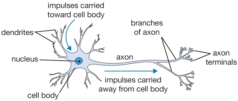 biological-neuron
